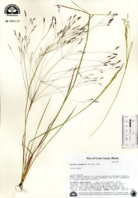 Agrostis hyemalis image