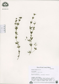 Galium obtusum image