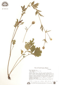 Geum aleppicum image