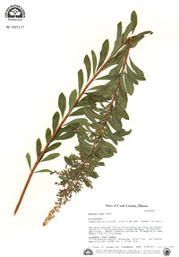 Spiraea alba image