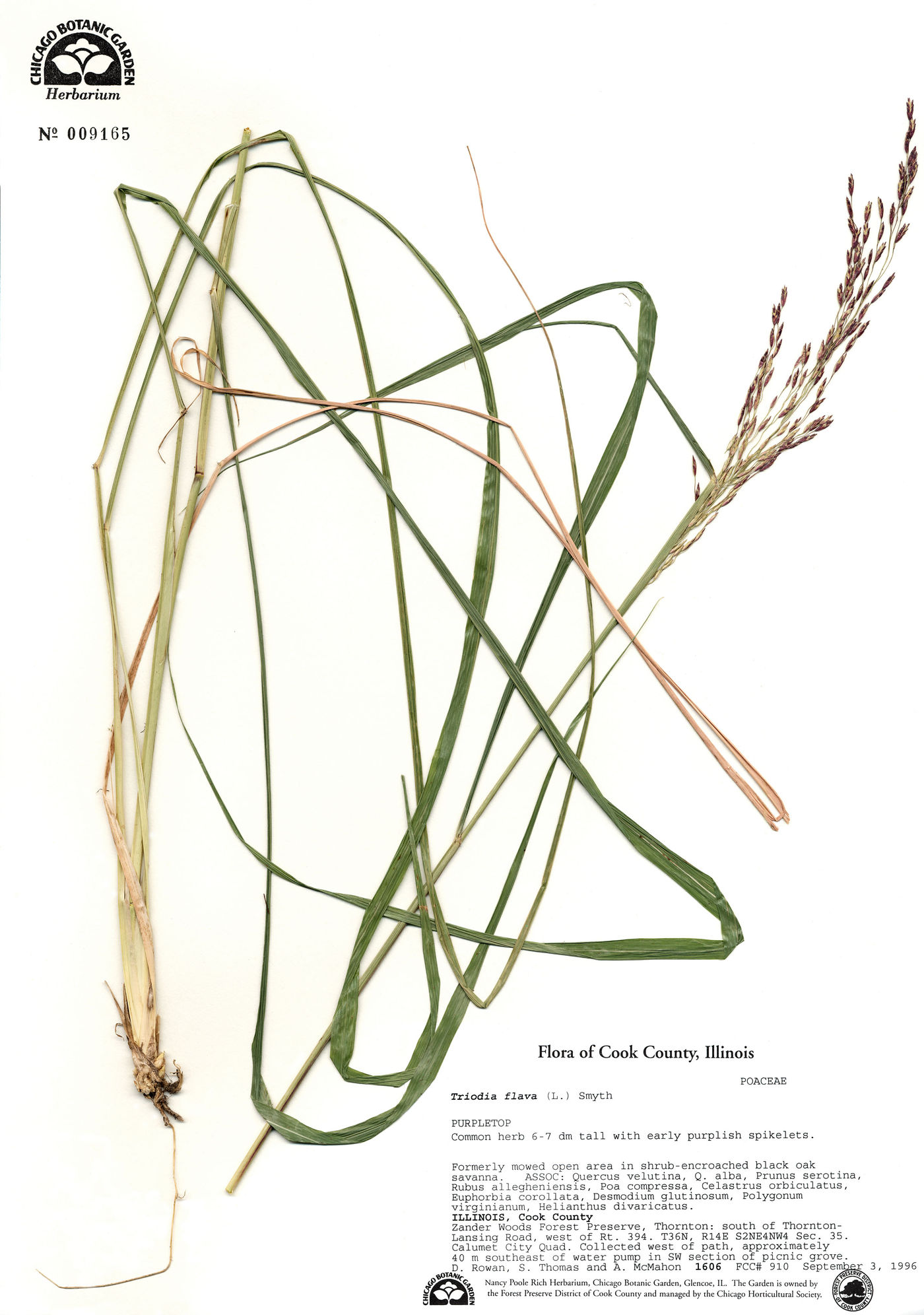 Triodia flava image