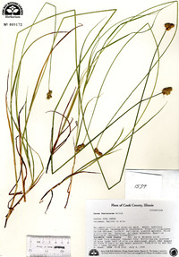 Carex festucacea image