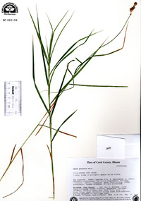 Carex projecta image