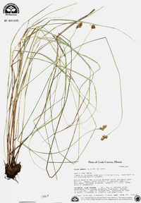 Carex bebbii image