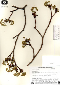 Acer platanoides image