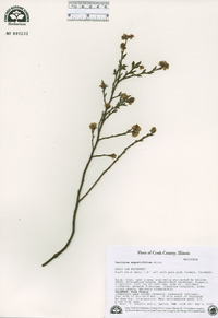 Vaccinium angustifolium image