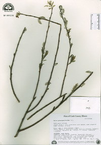 Salix glaucophylloides image