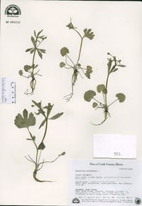 Ranunculus sceleratus image