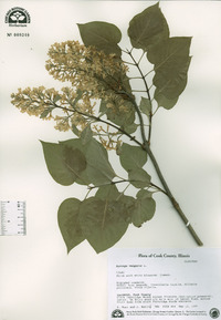 Syringa vulgaris image