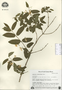 Lonicera × minutiflora image