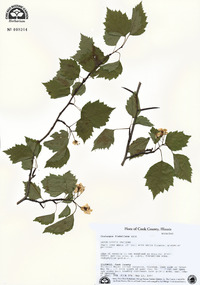 Crataegus flabellata image