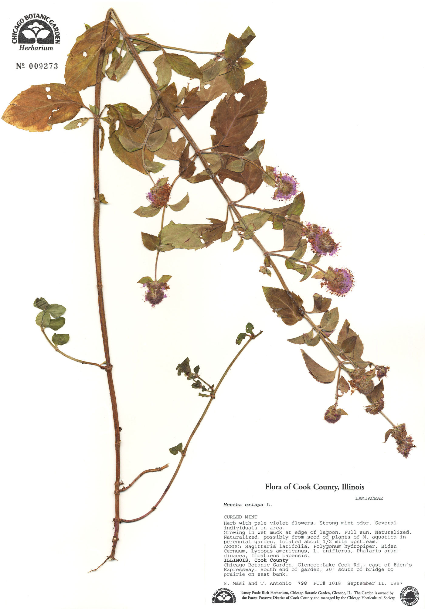 Mentha crispa image