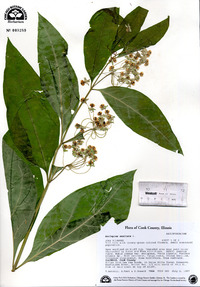 Asclepias exaltata image