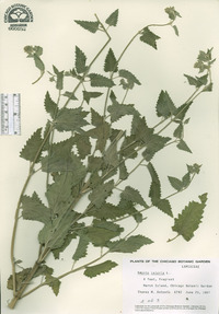 Nepeta cataria image