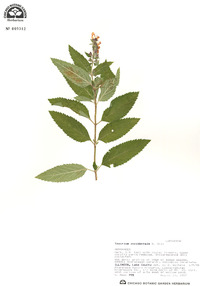 Teucrium canadense var. occidentale image