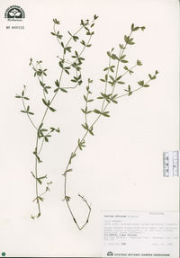 Galium obtusum image