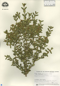 Buxus sinica var. insularis image