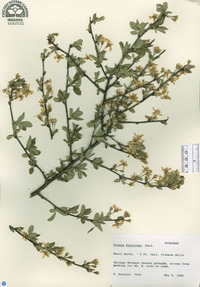 Prunus fruticosa image