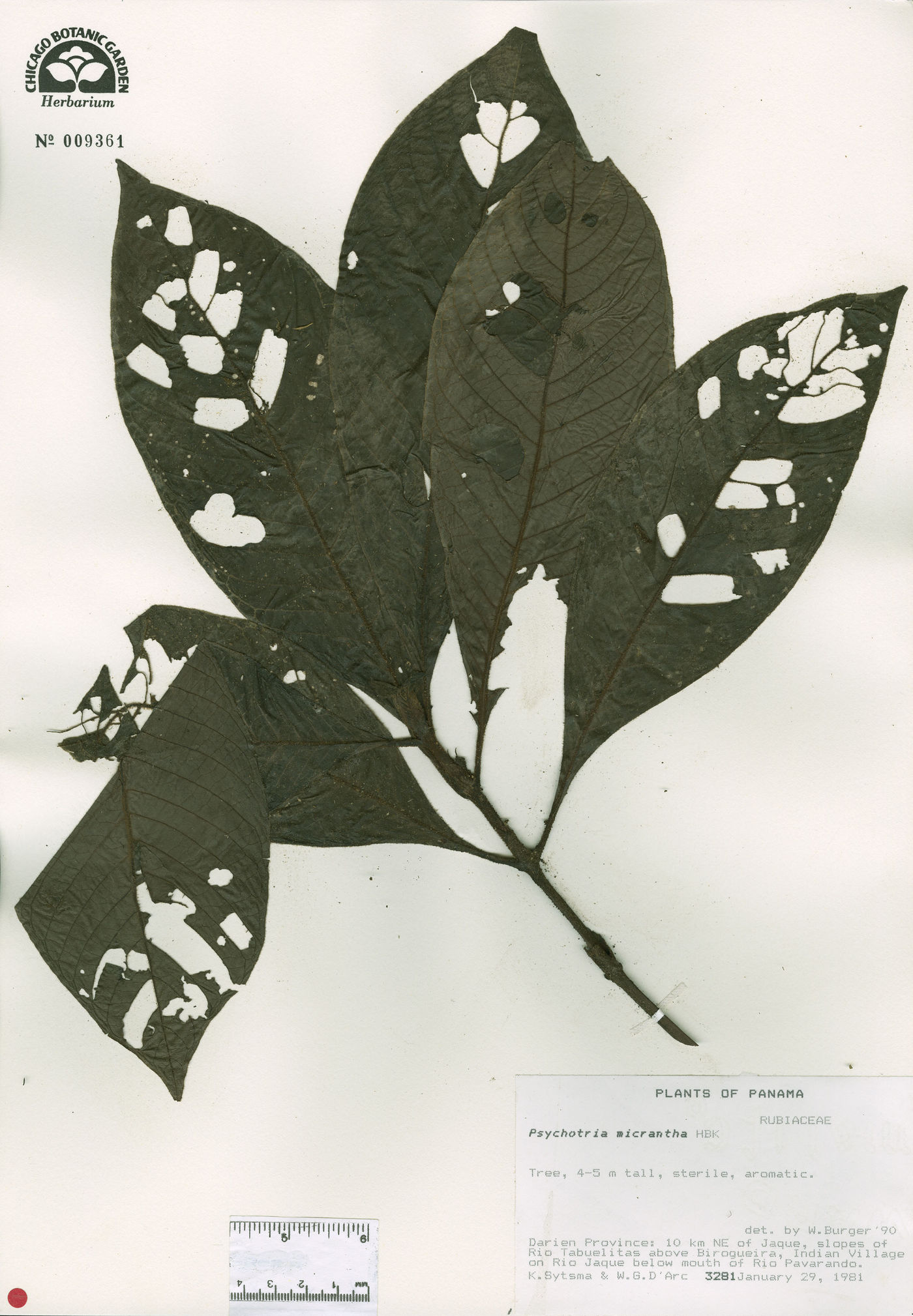 Psychotria micrantha image
