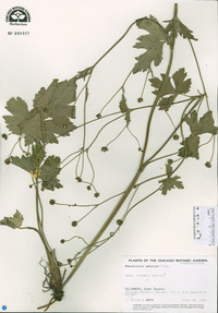 Image of Ranunculus aduncus
