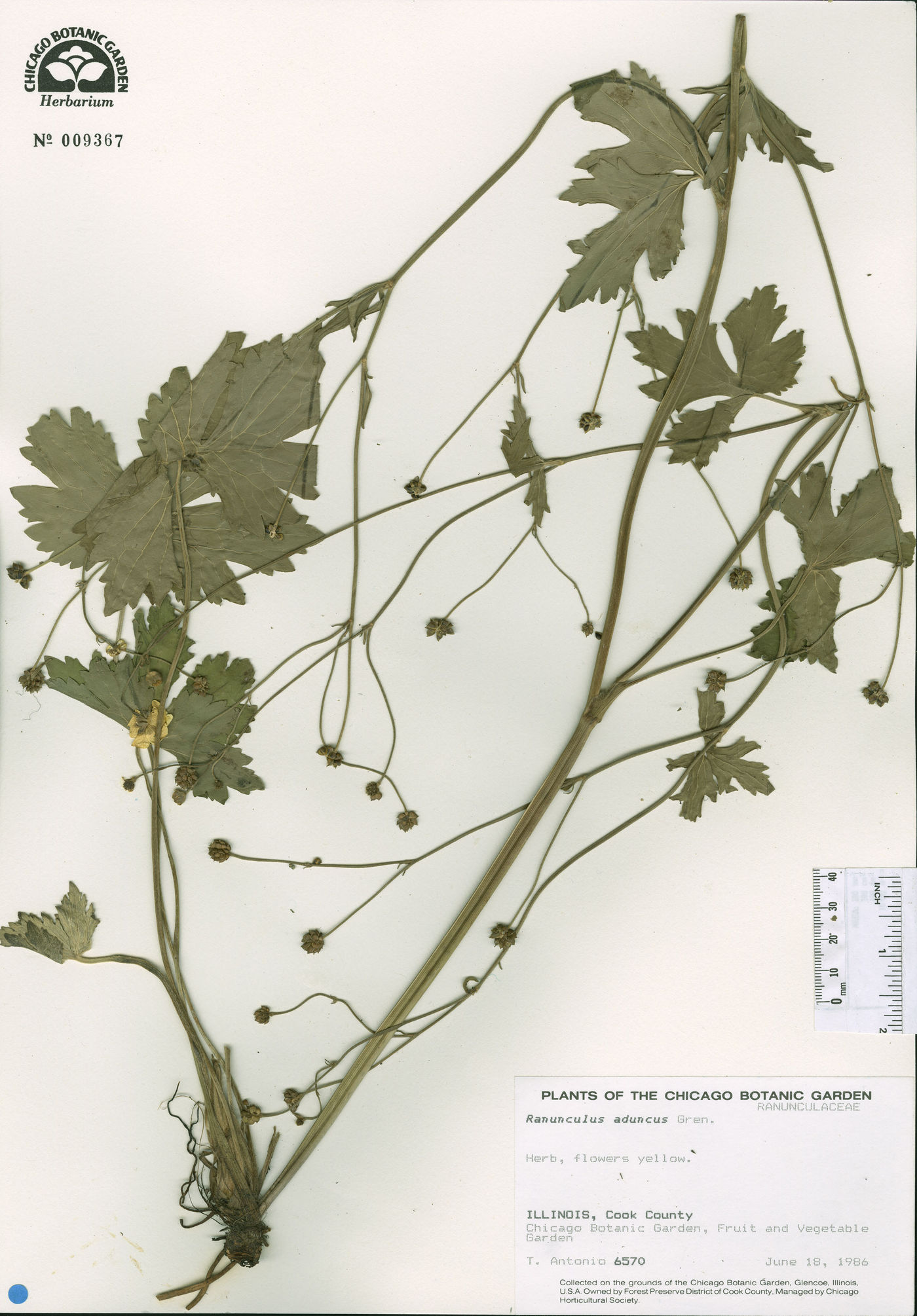Ranunculus aduncus image