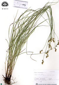 Carex tenera image