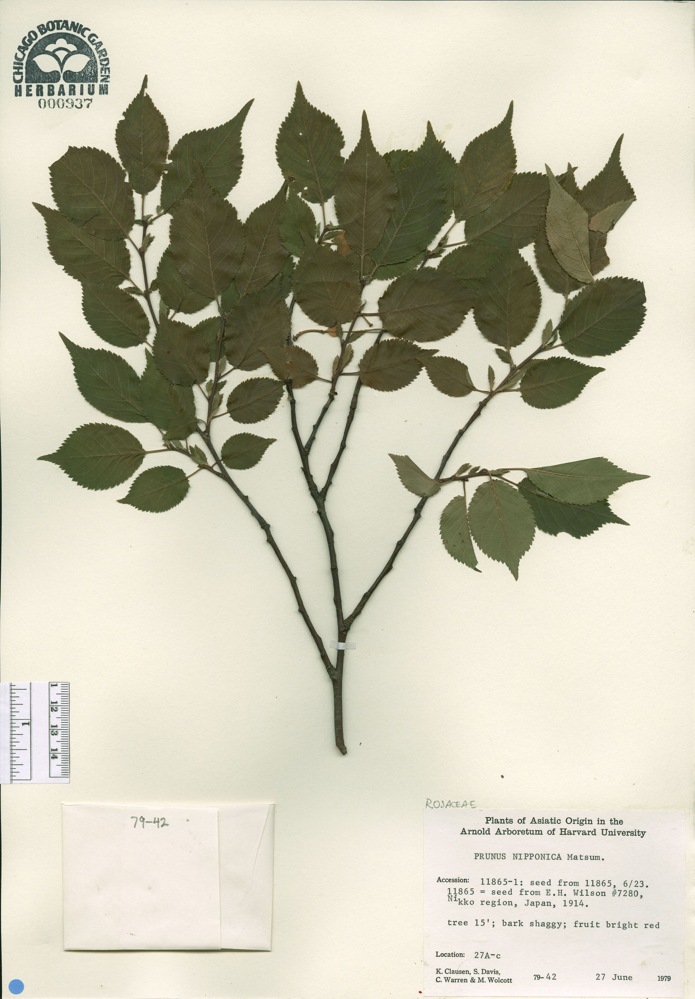 Prunus nipponica image