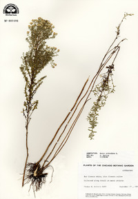 Symphyotrichum ericoides image