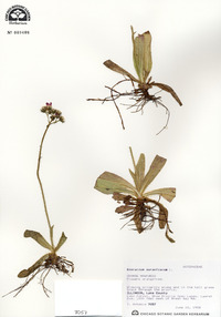 Hieracium aurantiacum image