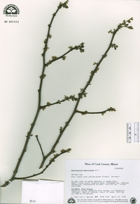 Zanthoxylum americanum image