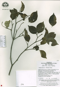 Cornus kousa subsp. chinensis image