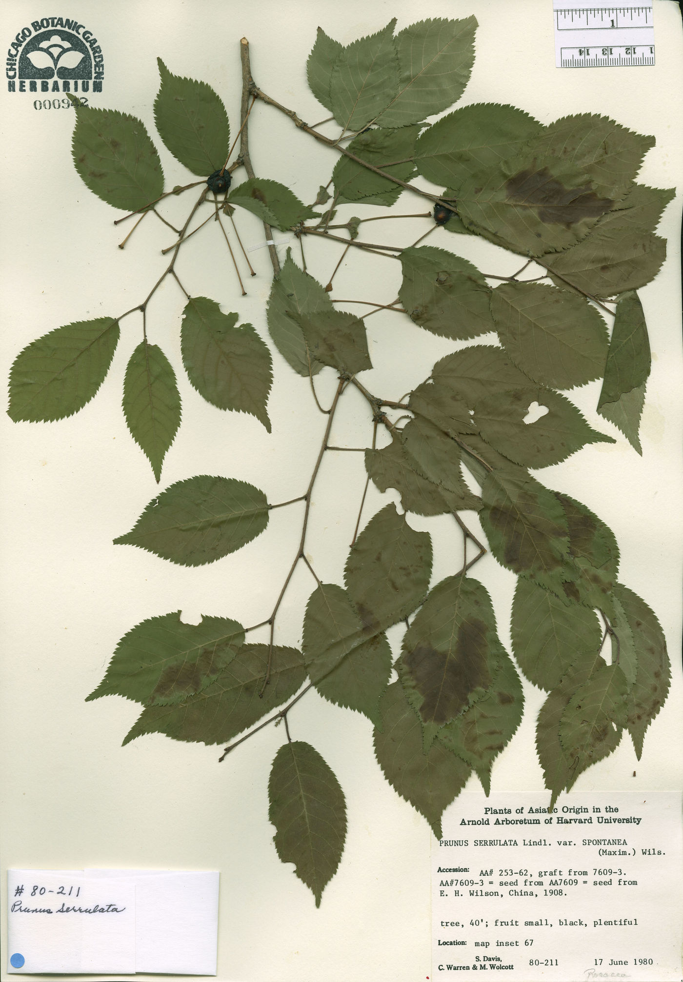 Cerasus jamasakura var. jamasakura image