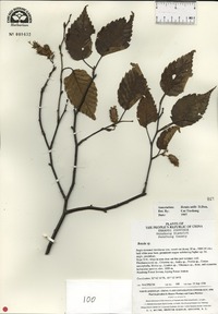 Betula utilis image