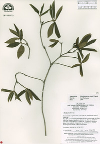 Rhododendron simsii image