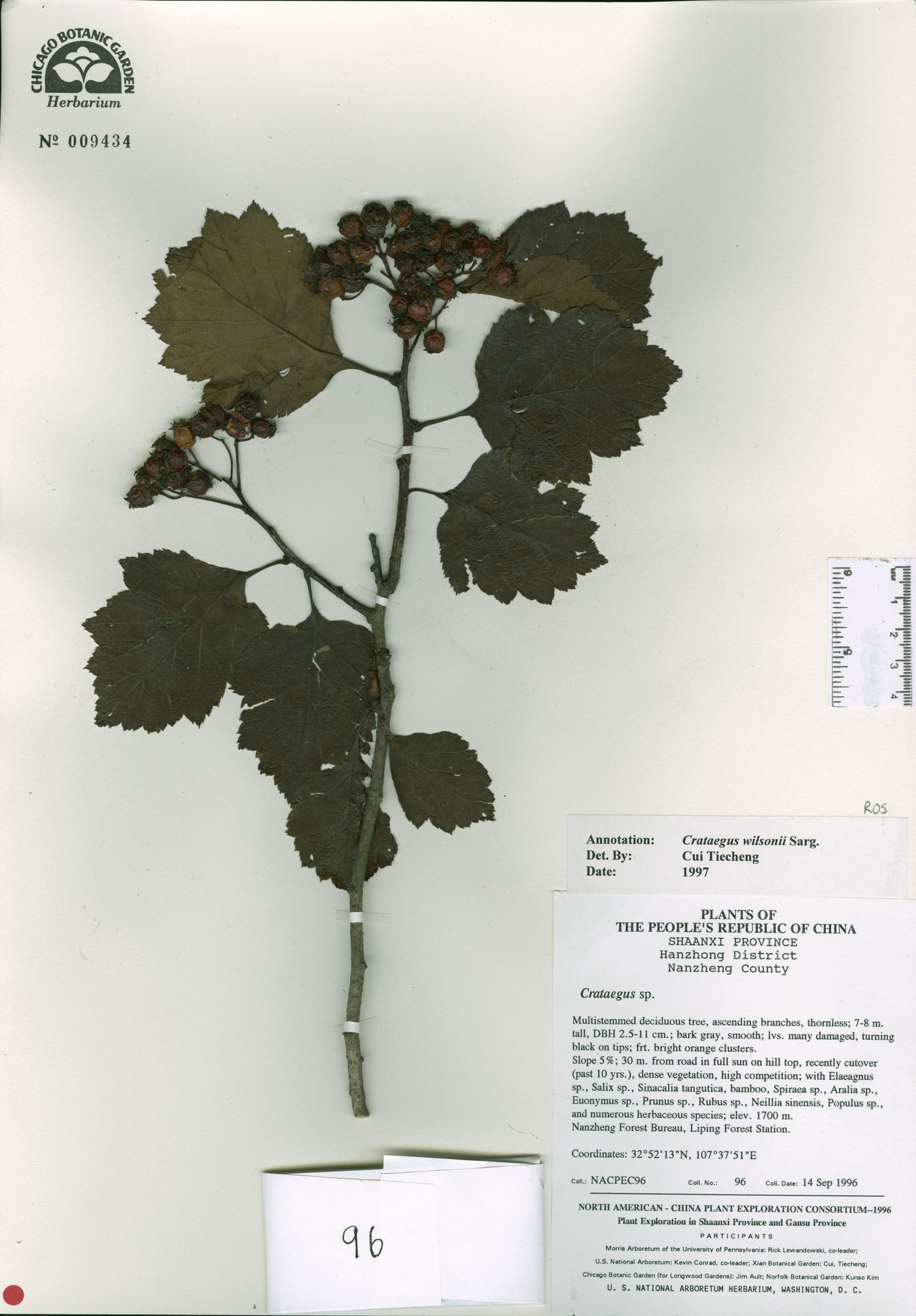 Crataegus wilsonii image