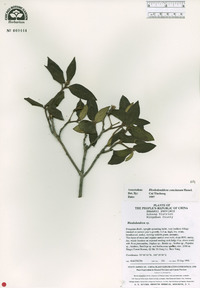 Image of Rhododendron concinnum