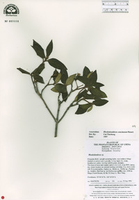 Rhododendron concinnum image