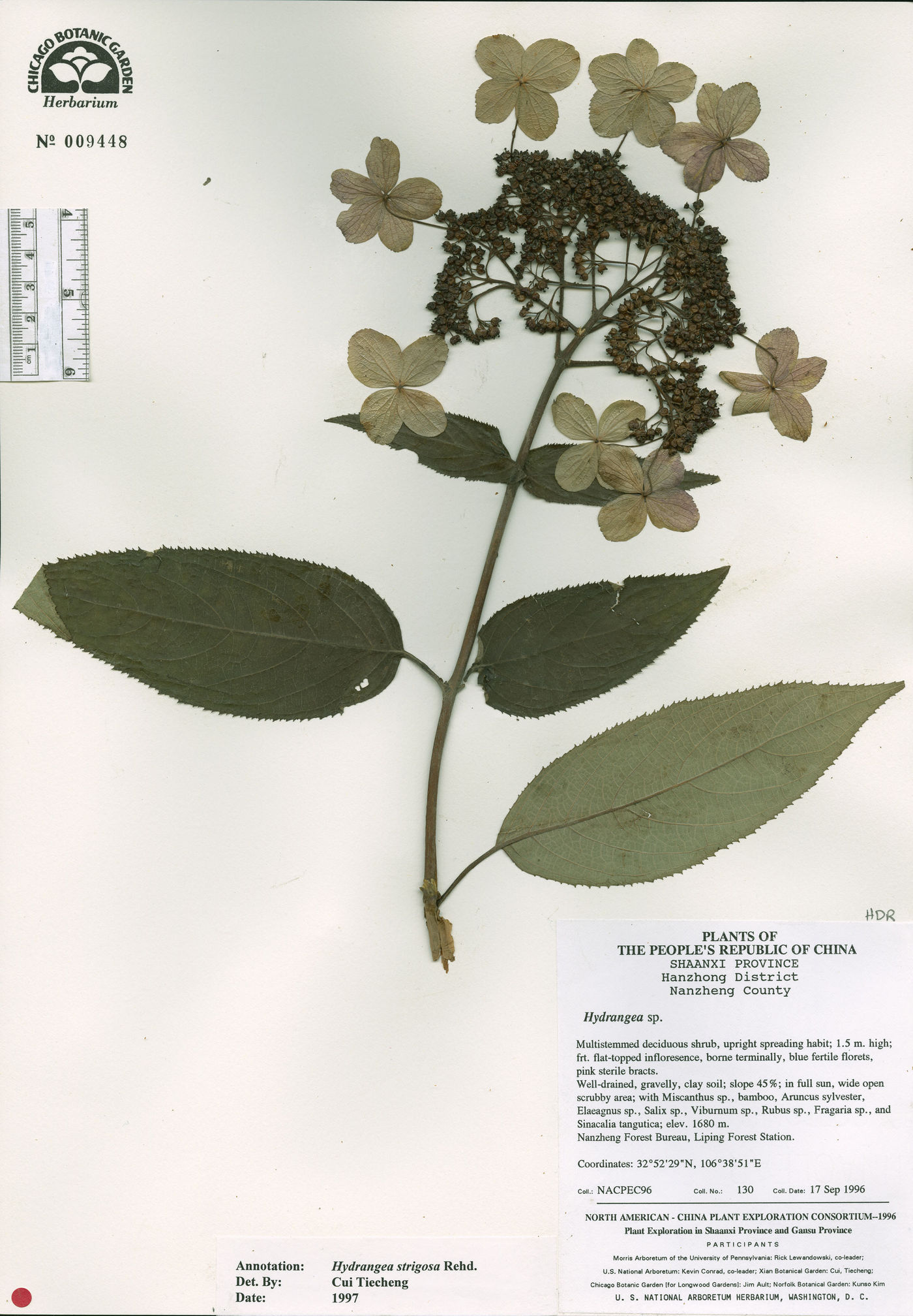 Hydrangea strigosa image