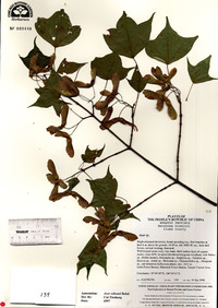 Acer campbellii subsp. wilsonii image