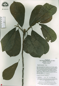 Magnolia sprengeri image