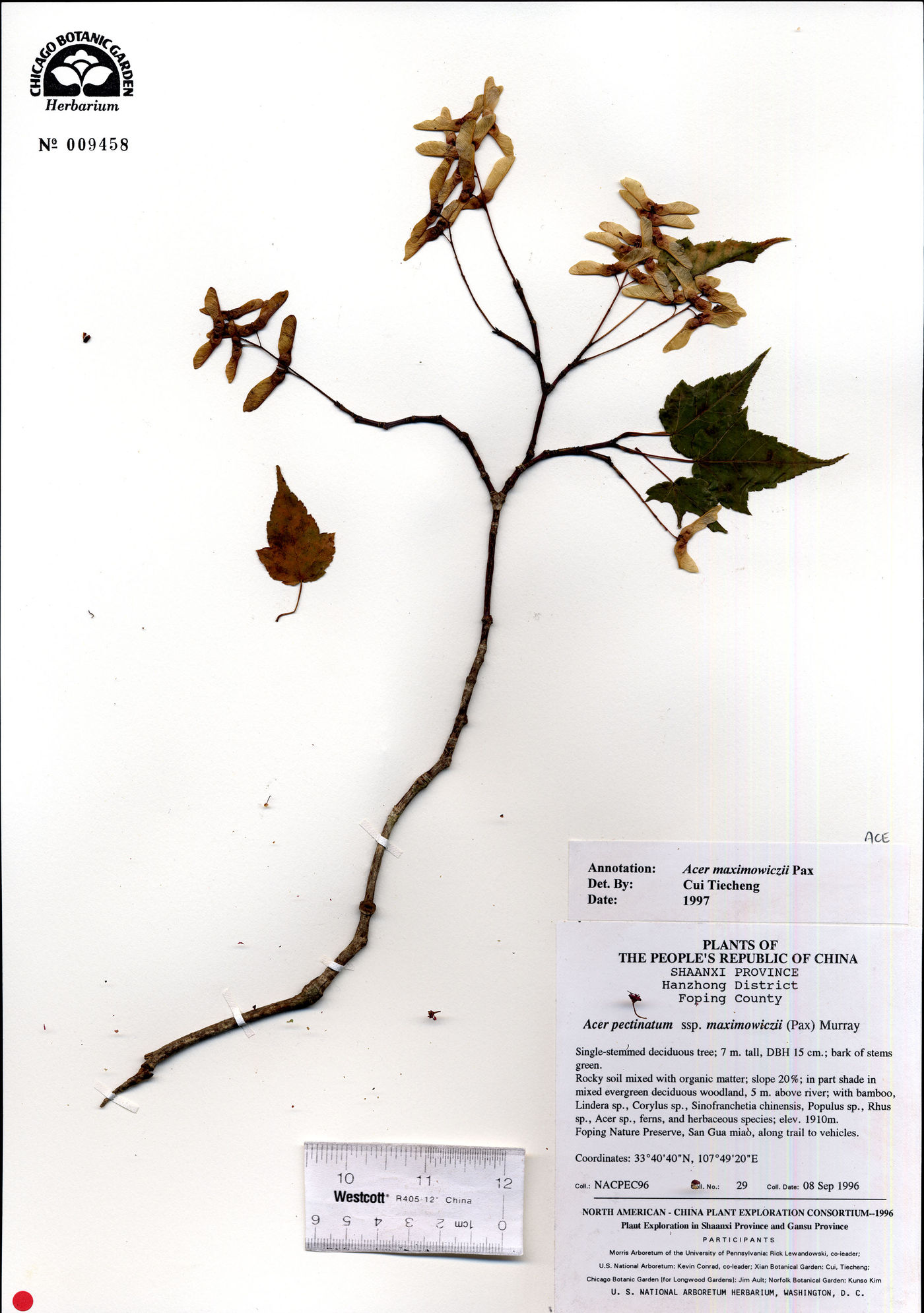 Acer pectinatum subsp. maximowiczii image