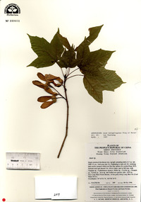 Acer sterculiaceum subsp. franchetii image