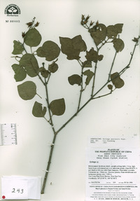 Syringa amurensis image