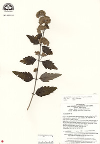 Caryopteris tangutica image