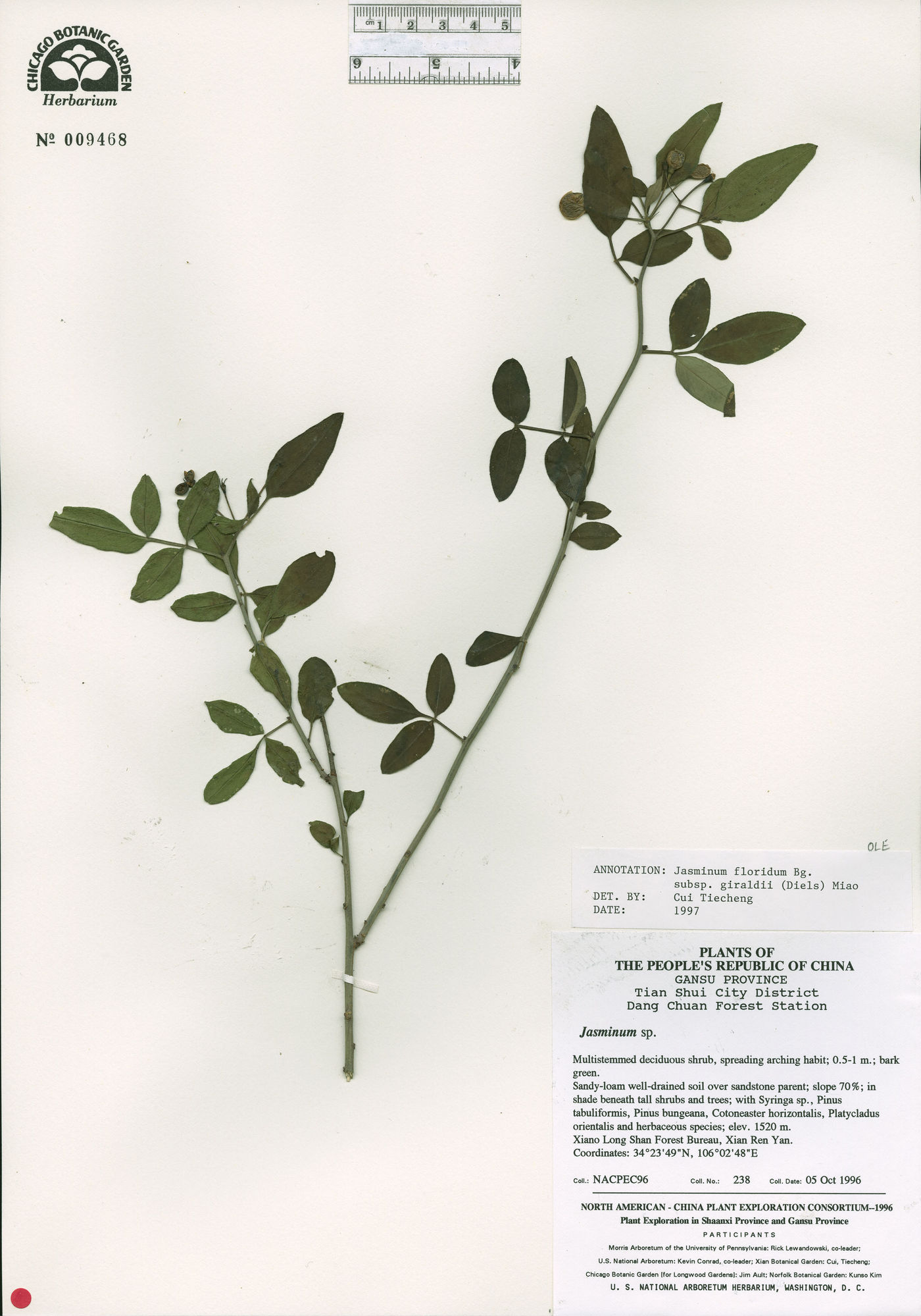 Jasminum floridum image