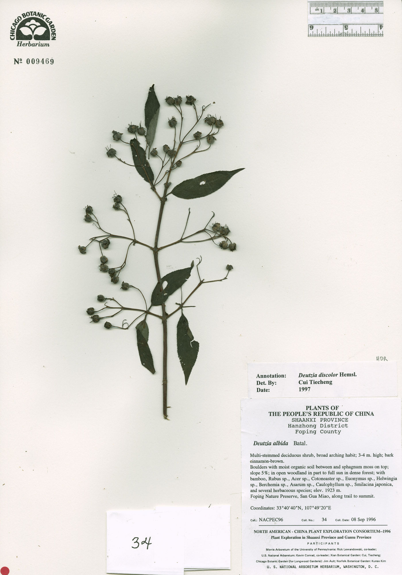 Deutzia discolor image