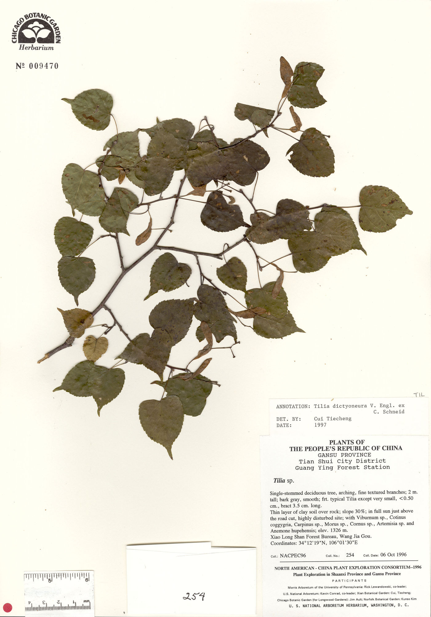 Tilia paucicostata image