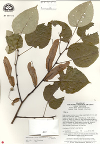 Tilia paucicostata image