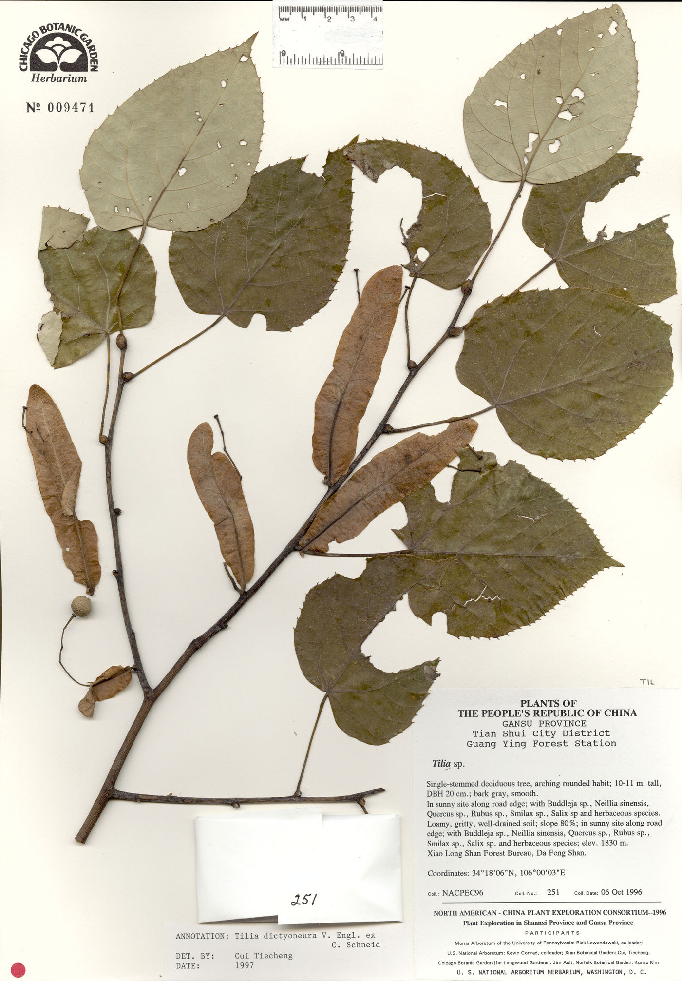 Tilia paucicostata var. dictyoneura image