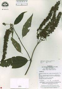 Buddleja davidii image